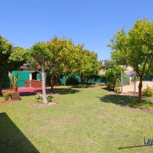 Back yard and fruit trees picture