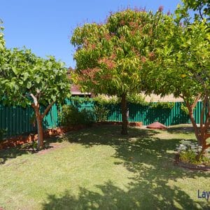 Mango Tree picture.