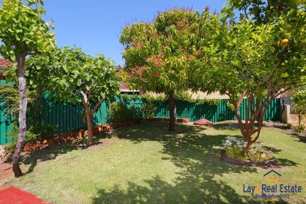 Mango Tree picture.
