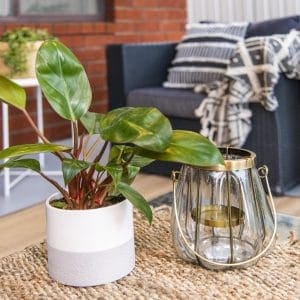 Plant on table picture.