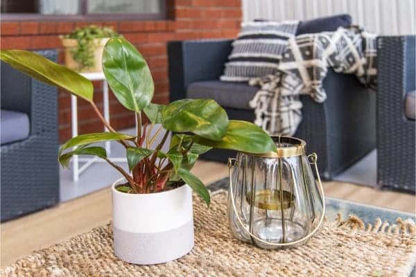 Plant on table picture.