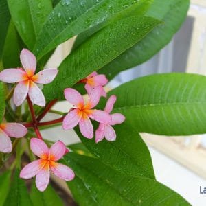 Picture of flowers