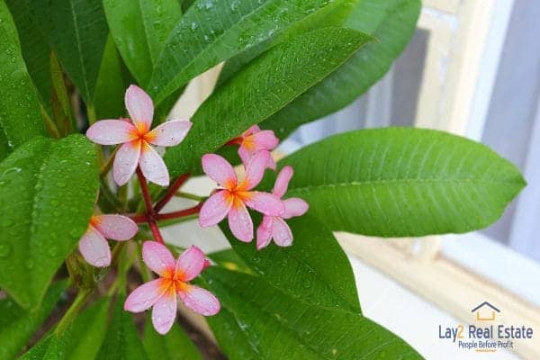 Picture of flowers