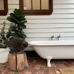 13 May Street, Bayswater WA  Completely Renovated Circa 1925 Weatherboard Cottage - Image 17