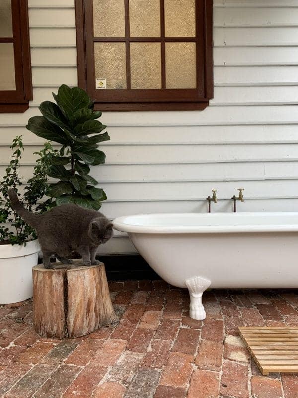 13 May Street, Bayswater WA  Completely Renovated Circa 1925 Weatherboard Cottage - Image 17