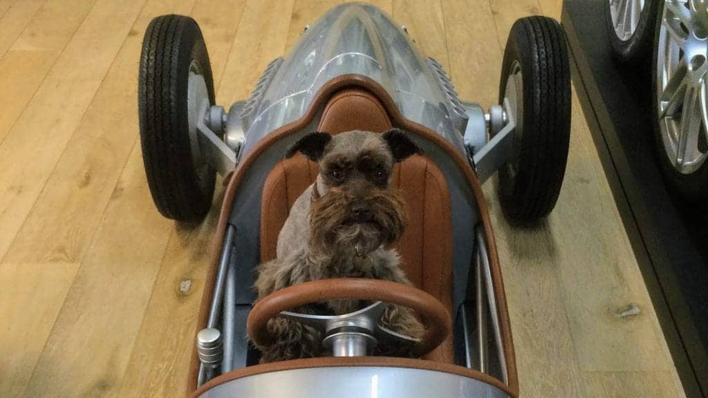 Henri the dog driving an Audi