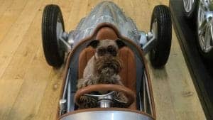Henri the dog driving an Audi