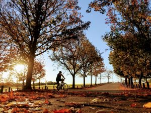 A cyclist rides through autumn leaves at sunset at Bayswater Riverside Gardens