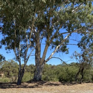 33 Lockhart Crescent South Guildford WA 6053 Serviced 435sqm Land Overlooking Bushland! - Image 4