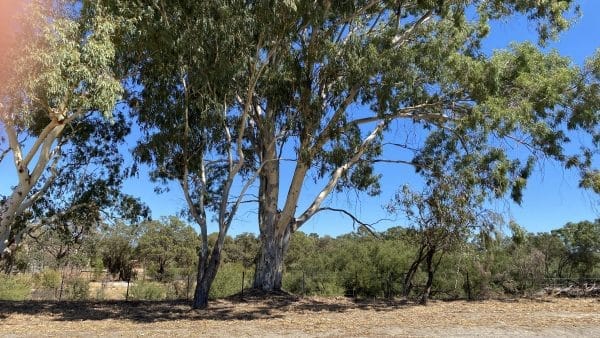 33 Lockhart Crescent South Guildford WA 6053 Serviced 435sqm Land Overlooking Bushland! - Image 4