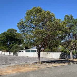 24A Aughton Street, Bayswater WA 6053 Level 506sqm " Now Under Offer" Green Titled Block in AAA Location - Image 7